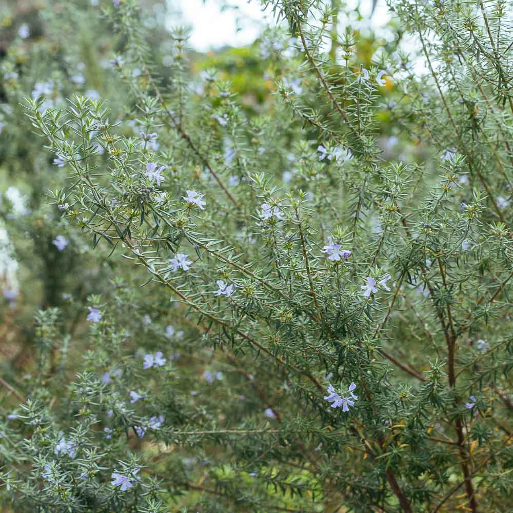 βεστριγκια westringia