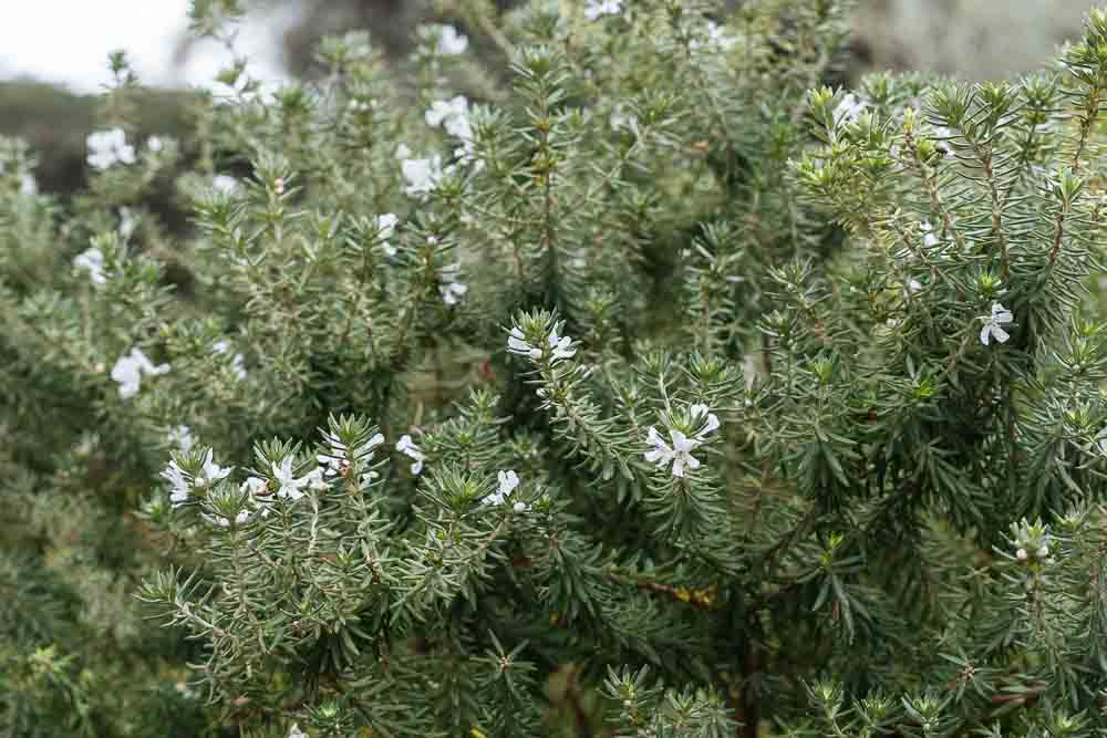 βεστριγκια παραθαλασσιο δεντρολιβανο