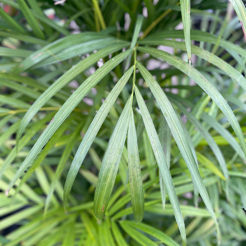 αρεκα φυτο φυλλα