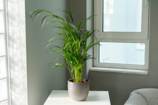 αρεκα φοινικας φυτο φροντιδα