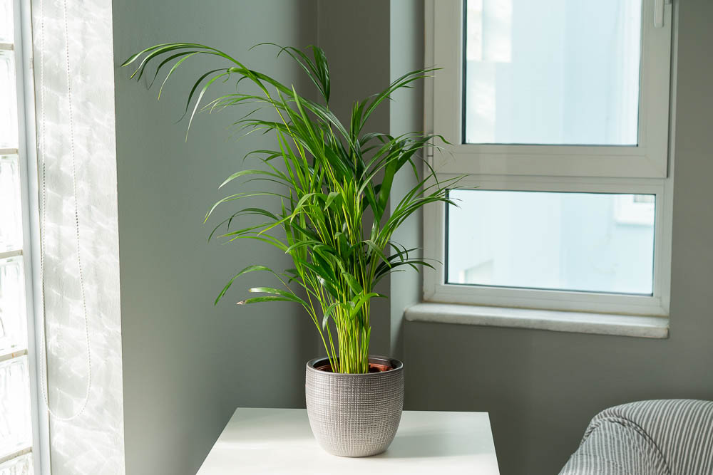 αρεκα φοινικας φυτο φροντιδα