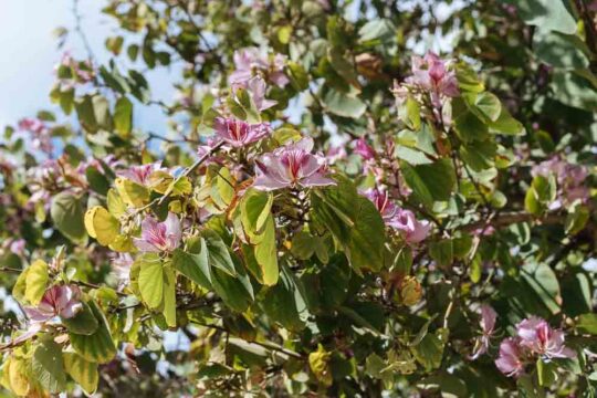 μποχινια δεντρο ορχιδεα