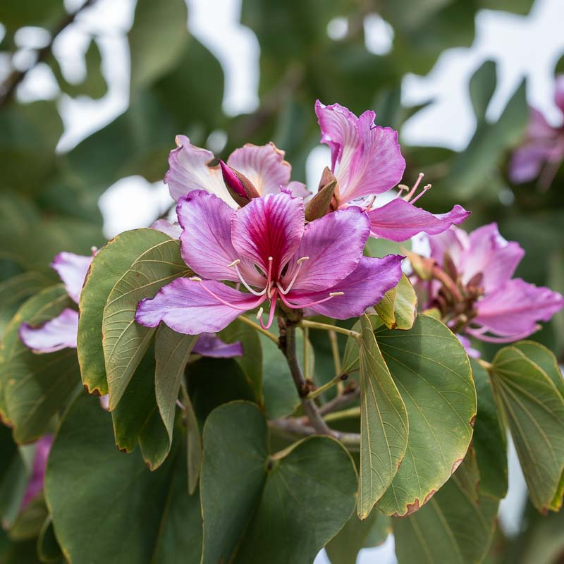 μποχινια δεντρο ορχιδεα λουλουδια