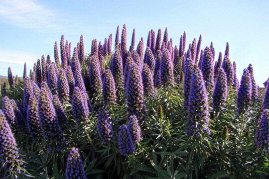 εχιουμ φυτο φροντιδα