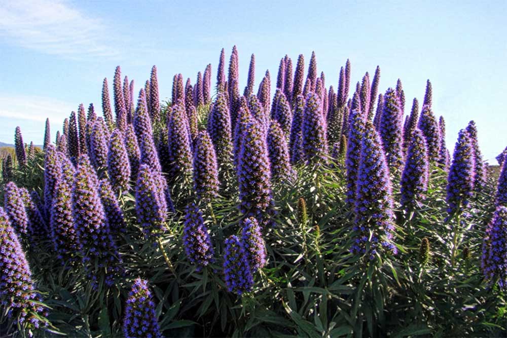 Έχιουμ: Ανθεκτικός θάμνος με εντυπωσιακά μωβ λουλούδια εχιουμ φυτο φροντιδα