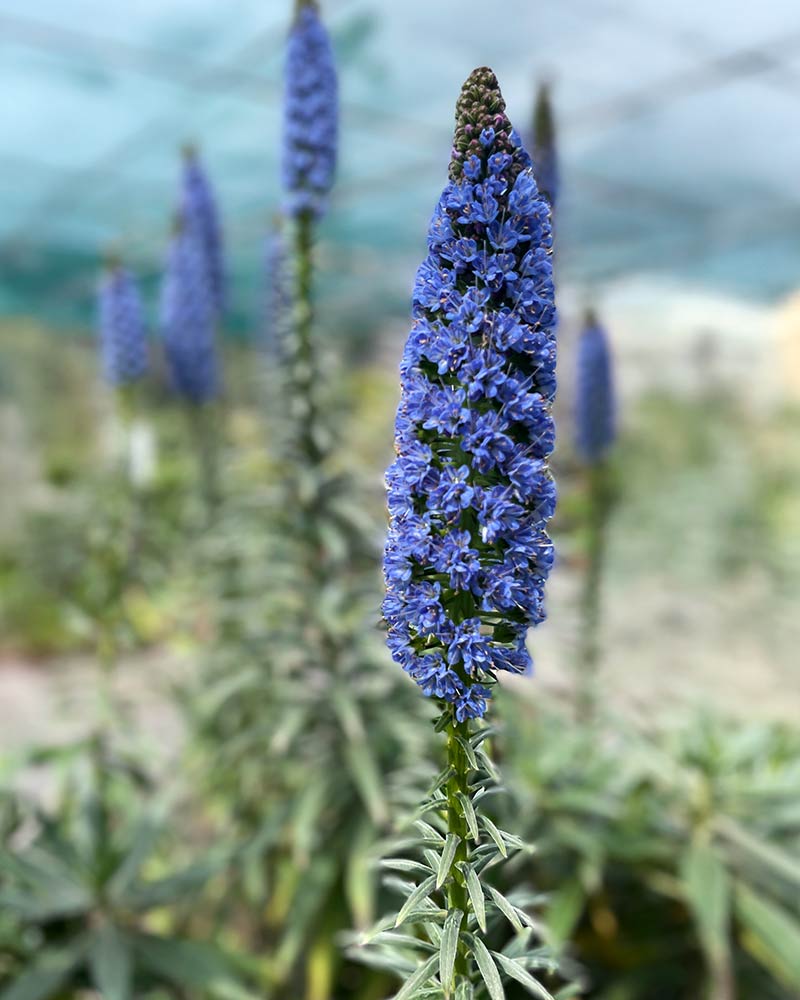 εχιουμ φυτο λουλουδι