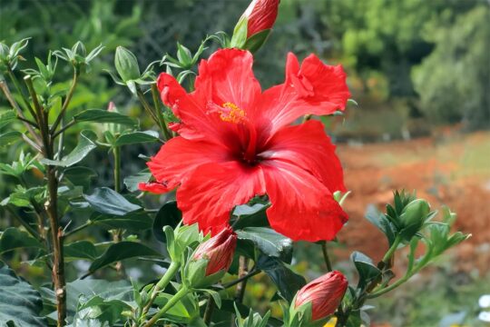 γιατι πεφτουν τα λουλουδια και μπουμπουκια του ιβισκου