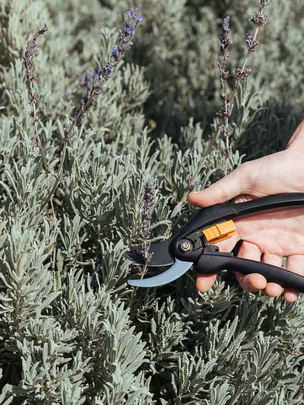 κλαδεμα λεβαντας