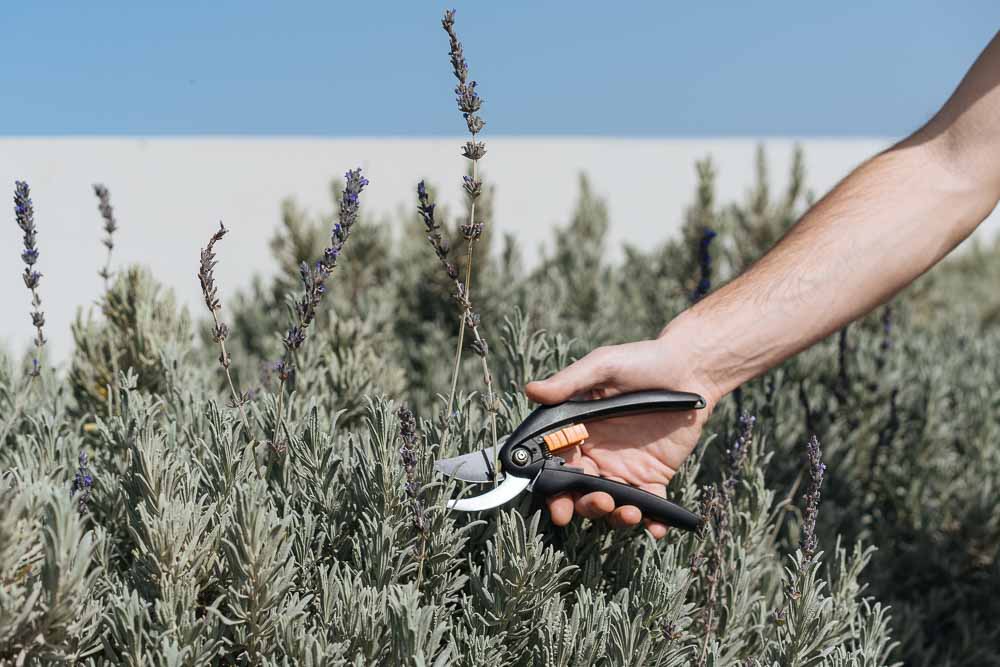 λεβαντα κλαδεμα