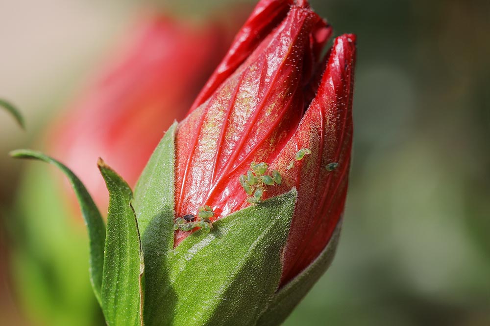 ιβισκος μελιγκρα