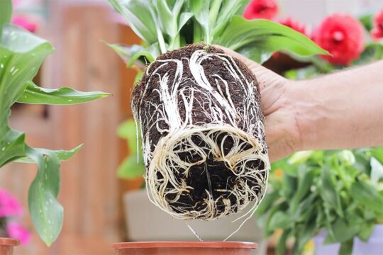 αλλαγη γλαστρας πολλαπλασιασμος