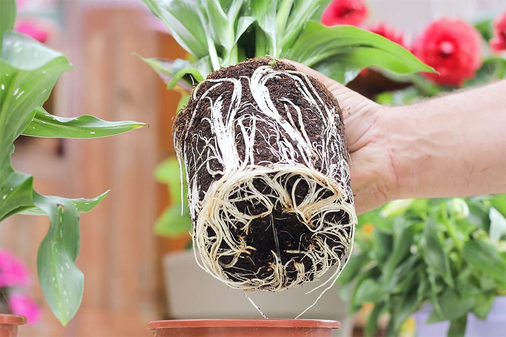 Αλλαγή γλάστρας: Ευκαιρία να πολλαπλασιάσουμε φυτά (+video) αλλαγη γλαστρας πολλαπλασιασμος