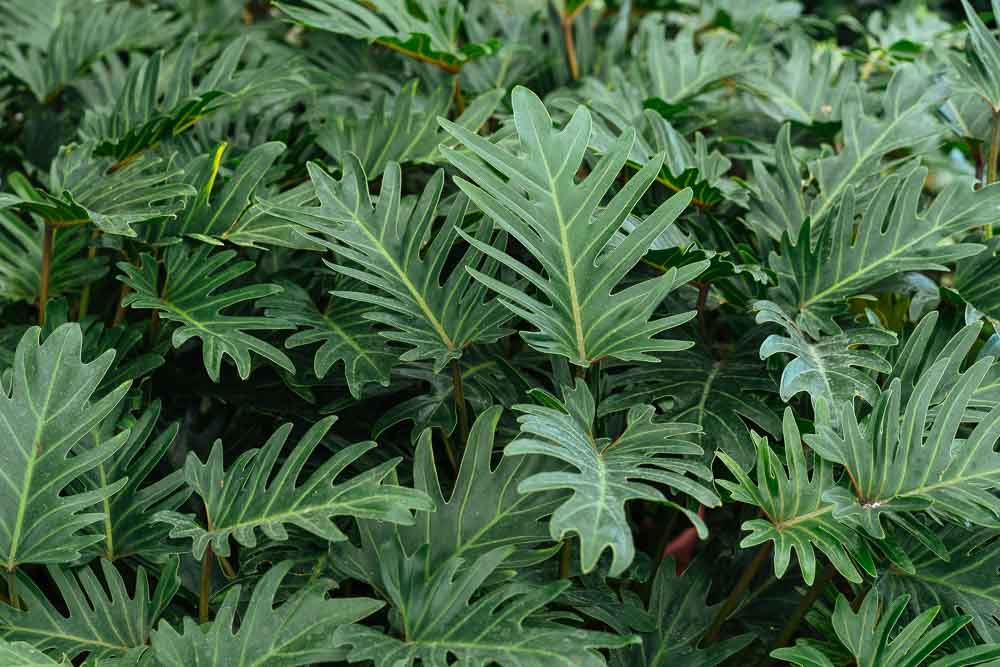 Φιλόδεντρο: Ανθεκτικό φυτό με εντυπωσιακά φύλλα φιλοδεντρο φροντιδα