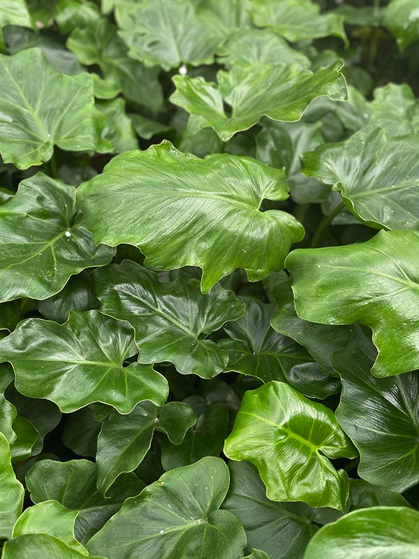 φιλοδεντρο