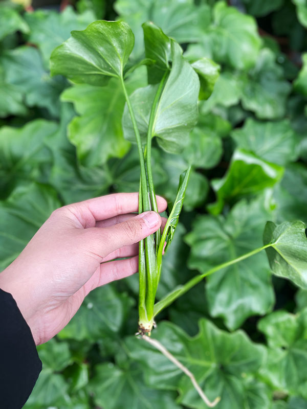 φιλοδεντρο πολλαπλασιασμος