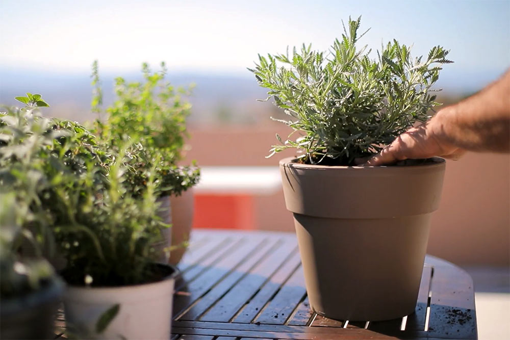 ποτε φυτευουμε αρωματικα φυτα