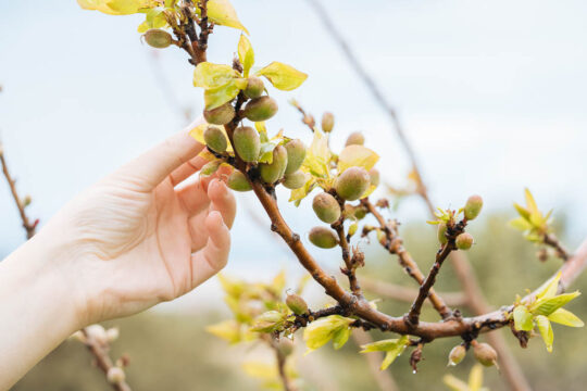 αραιωμα καρπων στα δεντρα