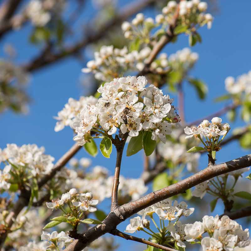 αραιωμα καρπων και ανθεων