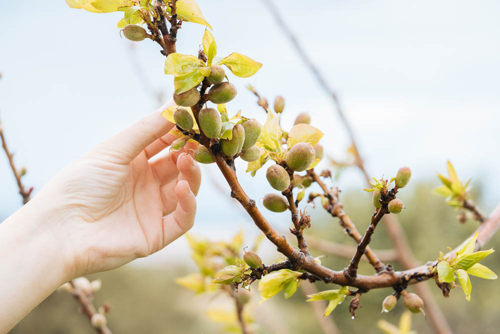 αραιωμα καρπων στα δεντρα