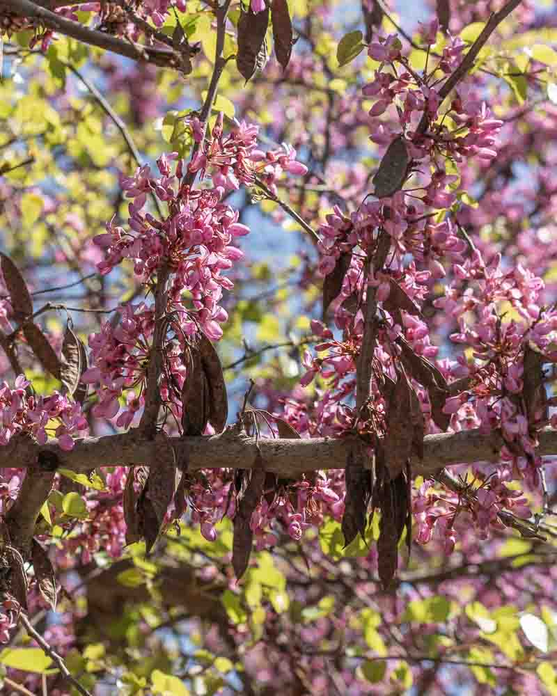 κουτσουπια δεντρο λουλουδια