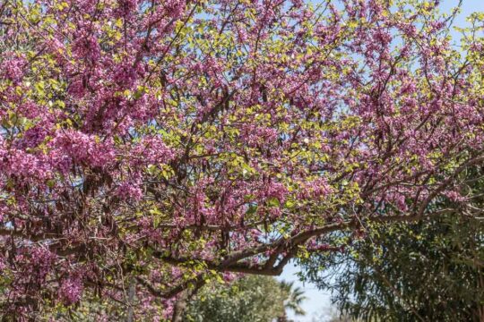 κουτσουπια δεντρο φροντιδα