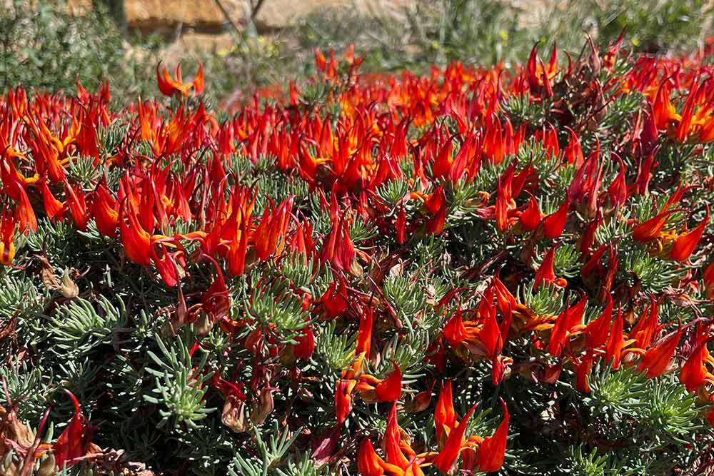 ραμφος παπαγαλου λοτους