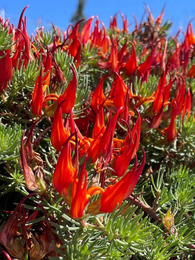 λοτους λουλουδια ραμφος παπαγαλου