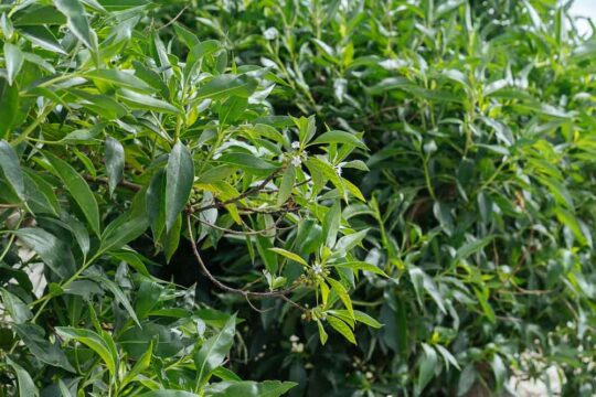 Dense evergreen hedge with glossy oval leaves and small white flowers along slender branches, forming a lush green screen.
