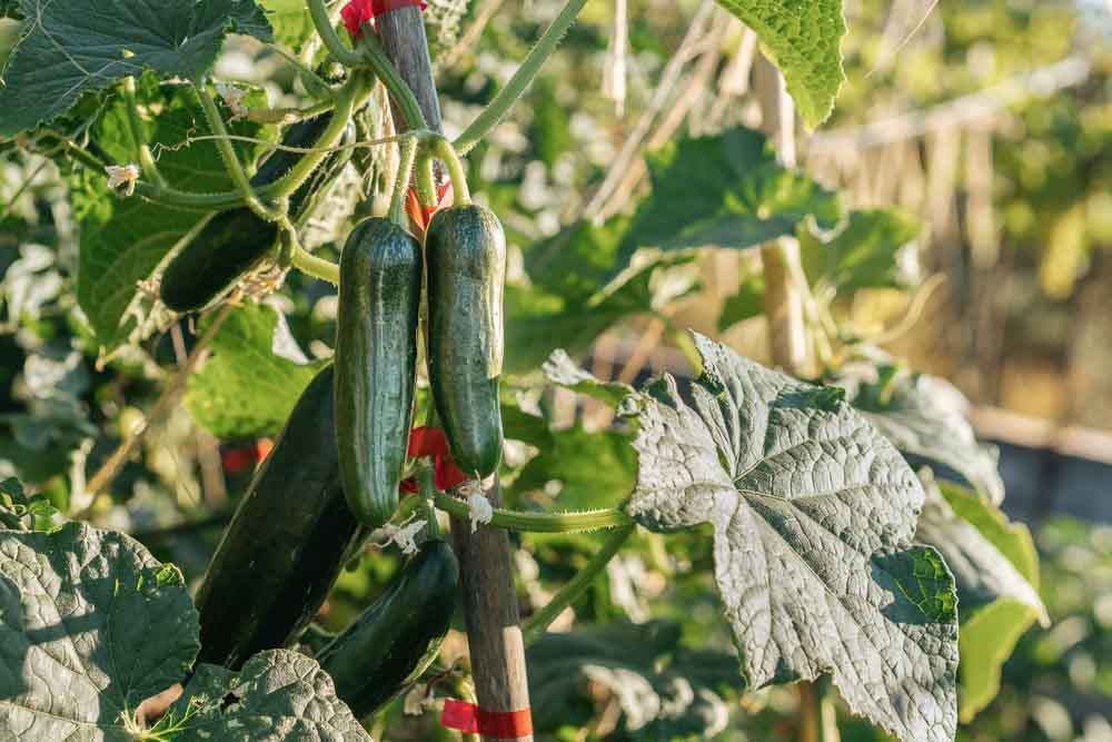 γιατι πικριζουν τα αγγουρια